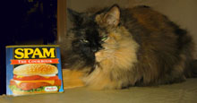 spam and cat